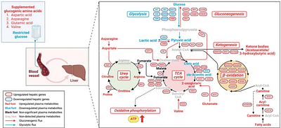 Harnessing systemic glycolysis-TCA cycle axis to boost the host defense against newborn infection