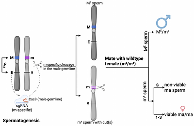 Modeling population control via tunable sex ratio distorter gene drives in Aedes aegypti