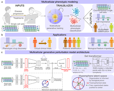 TRAILBLAZER: generative multicellular perturbation model of biology