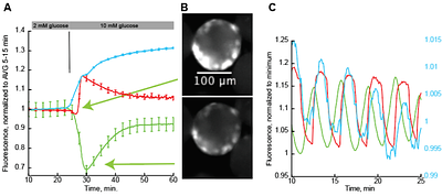 iG6PSnFR: A genetically encoded fluorescent sensor for observing glucose-6-phosphate dynamics in living preparations