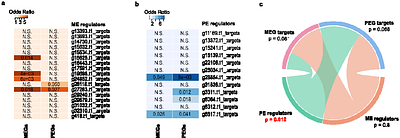 Imprinted regulatory networks reveal the molecular cross-talk between paternal and maternal genomes in the endosperm of Arabidopsis arenosa