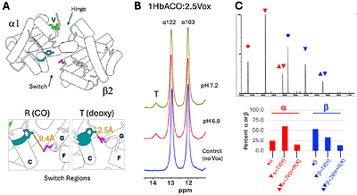 Voxelotor (Oxbryta) Binds Multiple Hemoglobin Sites and Influences Protein Structure
