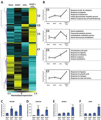 Enhancement of Arabidopsis growth by Enterobacter sp. SA187 under elevated CO2 is dependent on ethylene signalling activation and primary metabolism reprogramming
