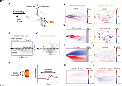Fly navigational responses to odor motion and gradient cues are tuned to plume statistics
