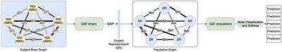 Predicting gender from structural and functional connectomes via brain and population graph neural networks