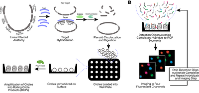 A rapid, sensitive, and quantitative high plex biomarker digital detection platform enabled by Hypercoding