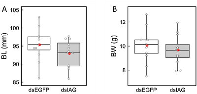 Insulin-like androgenic gland factor regulates the development of internal and external secondary sexual characteristics in juvenile male kuruma prawn Marsupenaeus japonicus