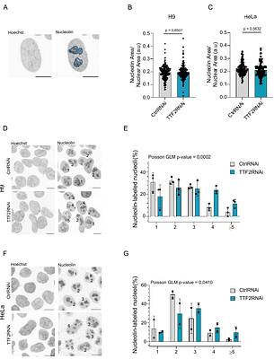 TTF2 prevents premature rRNA synthesis during mitotic exit
