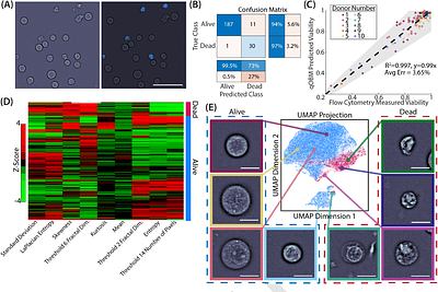 Label-Free In-Line Characterization of Immune Cell Culture using Quantitative Phase Imaging