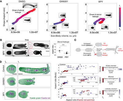 Mesoglea biogenesis reveals a cryptic aboral valve for pressure regulation in cnidarian morphogenesis