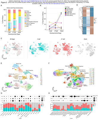 Single-cell chromatin profiling reveals dynamic regulatory logic and enhancer elements in brain and retina development