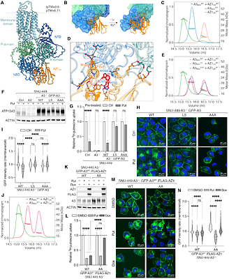 Antizyme regulates polyamine uptake via ATP13A3