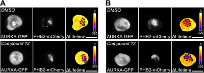 Development of capsaicin derivatives as prohibitin ligands to modulate the Aurora kinase A/PHB2 interaction in cancer cells