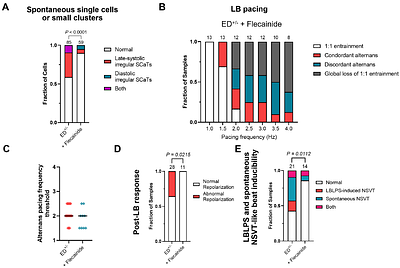 Programmed electrical stimulation in human iPSC-derived cardiomyocytes reveals mechanisms of lethal arrhythmias in Calcium Release Deficiency Syndrome