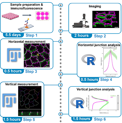 Quantification of horizontal and vertical distribution of junctional proteins in fixed epithelial cells