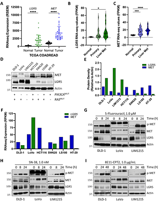 Antibody-drug conjugate combination therapy targeting LGR5 and MET with different payloads enhances efficacy in preclinical colorectal cancer models