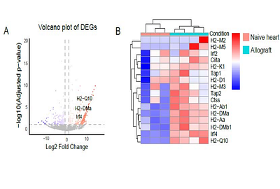 Group 2 Innate lymphoid cells promote allograft survival by constraining and inducing anergy in alloreactive CD4+ T cells