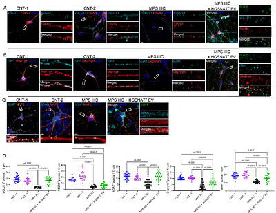 Extracellular vesicles derived from cells overexpressing HGSNAT rescue defects in Mucopolysaccharidosis IIIC neurons