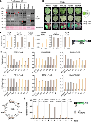 Selective repurposing of the eukaryotic DNA replication machinery by a plant virus