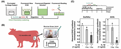 Click chemistry-based quantification of extracellular matrix turnover for drug screening and regenerative medicine