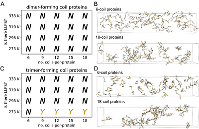 Nonspecific interactions can lead to liquid-liquid phase separation in coiled-coil proteins models