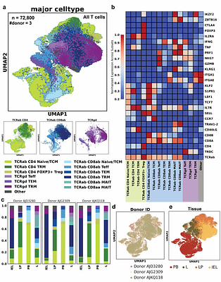 Single-Cell Analysis Reveals Tissue-Specific T Cell Adaptation and Clonal Distribution Across the Human Gut-Liver-Blood Axis