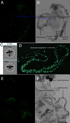 Does female post-copulatory preference depend on pre-copulatory choice and post-mating environment?