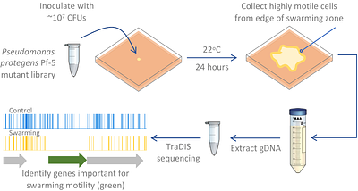 A genome-wide approach uncovers the suite of genes important for swarming motility in the biocontrol bacteria Pseudomonas protegens Pf-5