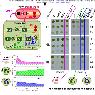Sustaining the cell energy in dynamic environments requires photosynthetic electron flows with diverse bandwidths