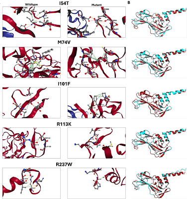 Congenital heart disease missense mutations in the TBX5 DNA-binding domain alter thermal stability and DNA-binding affinity