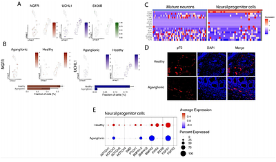 Single-cell RNA sequencing in Hirschsprungs disease tissues reveals lack of neuronal differentiation in the aganglionic colon segment