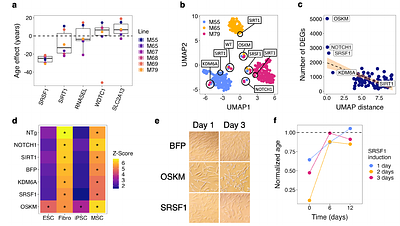 Transcriptomic reprogramming screen identifies SRSF1 as rejuvenation factor