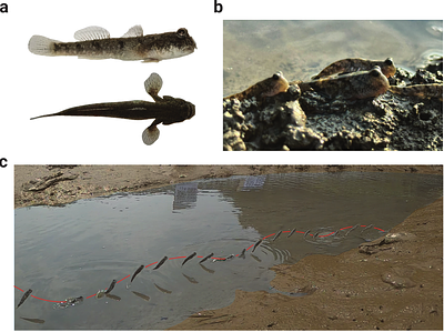 Three-dimensional Tracking Method for Water-Hopping Mudskippers in Natural Habitats