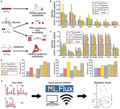 Determination of Metabolic Fluxes by Deep Learning of Isotope Labeling Patterns