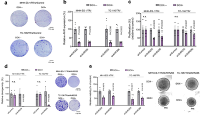 EWSR1::ETS-low cells promote metabolic reprogramming of the tryptophan-kynurenine-AHR axis, immunosuppression, and poor outcome in Ewing sarcoma