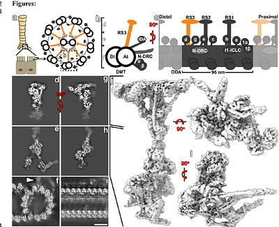 The cryo-EM structure of mouse radial spoke 3 reveals a unique metabolic and regulatory hub in cilia
