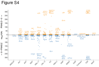 Integrative multi-omics and multi-trait analysis prioritizes regulatory mechanisms and genes for metabolic dysfunction-associated steatotic liver disease