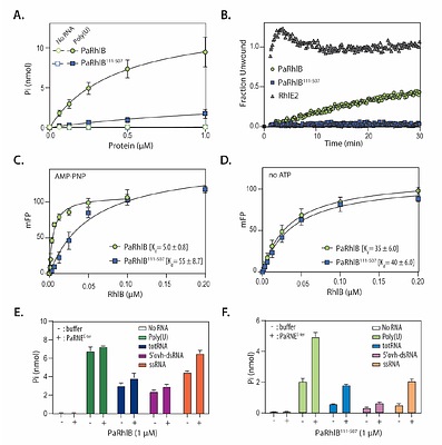 RNase E resolves toxic condensates by counteracting phase separation of Type II RhlB helicases