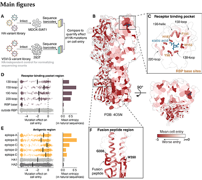 Pleiotropic mutational effects on function and stability constrain the antigenic evolution of influenza hemagglutinin
