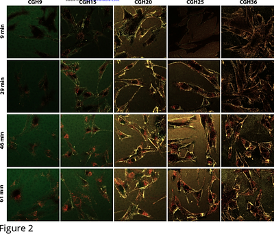 Utilization of Cell-penetrating Peptide Adaptors to Enhance Delivery of Variably Charged Protein Cargos