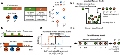 How memory and adaptation cost shape cell phenotypic dynamics in response to fluctuating environments