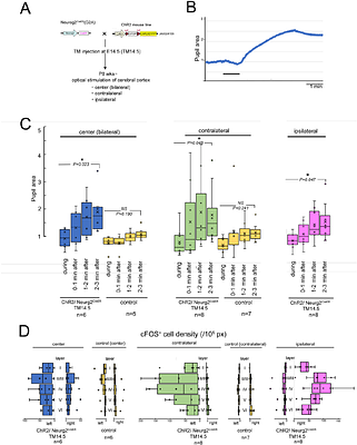 Phenotype-driven screening reveals a causal role for the cortex in pupil control