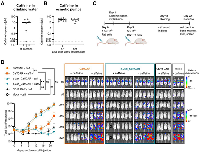 Caffeine-regulated molecular switches for functional control of CAR T cells in vivo