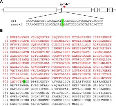 FLD Is Required for N-Hydroxypipecolic Acid Accumulation and Associated Growth Defects in Arabidopsis pmr4 Mutant