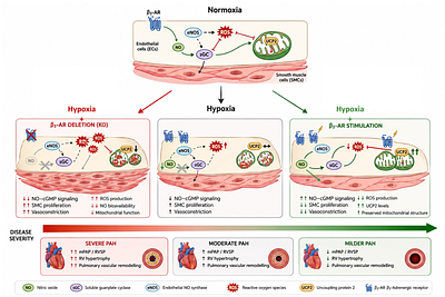 Endothelial β3-Adrenergic Receptor activation prevents pulmonary hypertension