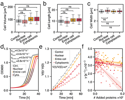 Nuclear size and physical properties of the nucleoplasm are determined by colloid osmotic pressure at the nuclear envelope