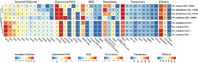 Genomic insights into the virulence repertoire and hemibiotrophic lifestyle of the grapevine black rot pathogen Phyllosticta ampelicida