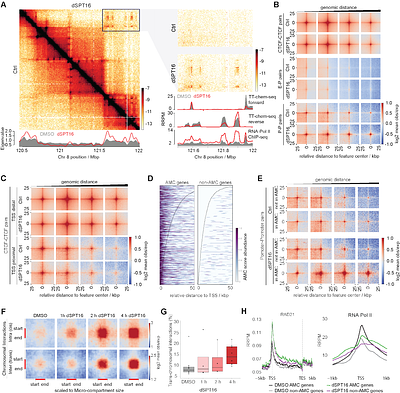 Unified function of FACT in mammalian chromatin replication and transcription, dissolving and restoring nucleosomes to counteract genome aggregation