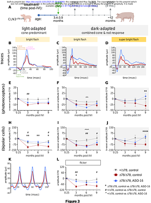 Therapeutic antisense oligonucleotide mitigates retinal dysfunction in a pig model of CLN3 Batten disease