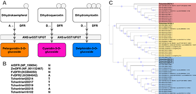 Genome sequence of Tacca chantrieri reveals the genetic basis of floral pigmentation